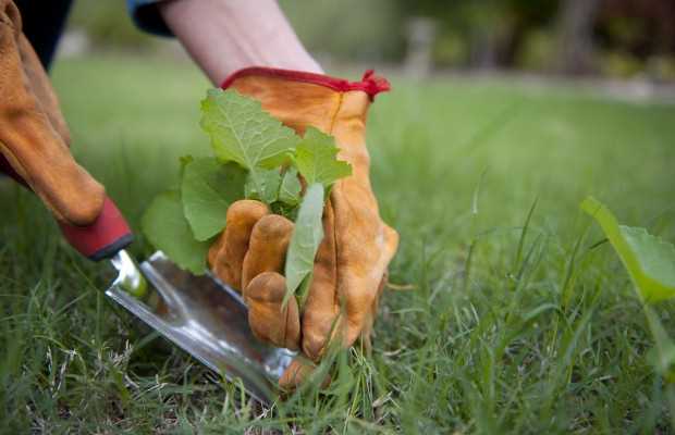 Para Eliminar Las Malas Hierbas Jardins Arnau