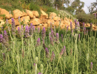 Aiguablava - Begur, Jardins Arnau