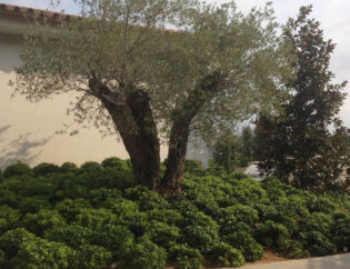 Aiguablava - Begur, Jardins Arnau