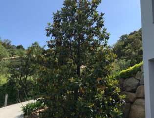 Jardí a Aiguablava - Begur, Jardins Arnau