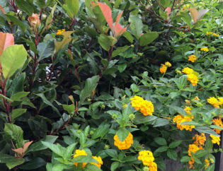 Projecte Sa Tuna - Begur, Jardins Arnau