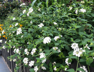 Projecte Sa Tuna - Begur, Jardins Arnau