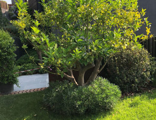 Projecte Sa Tuna - Begur, Jardins Arnau